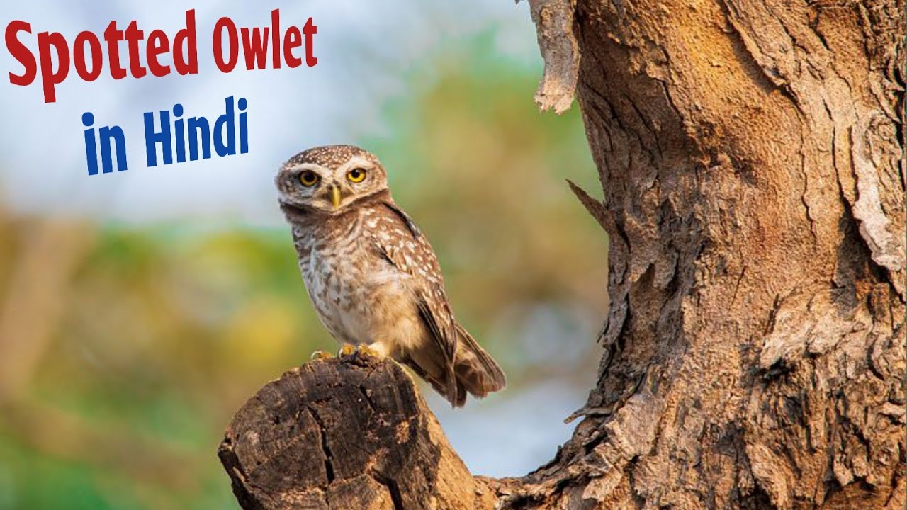 जाने भारत के सबसे दुर्लभ पक्षी चित्तीदार उल्लू के बारे में - Forest