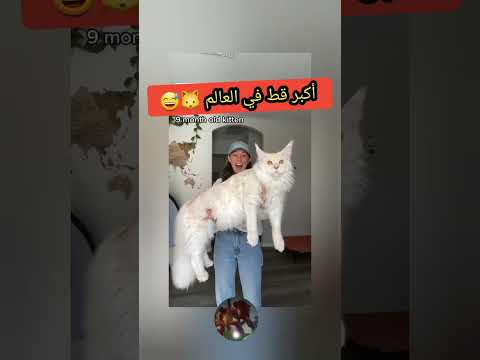 شاهد أكبر قط في العالم قطط 