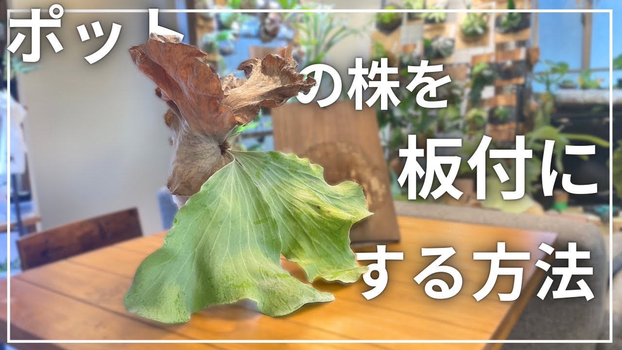 ポットの癖が付いた株を板付にする - YouTube