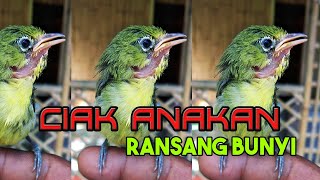 CIAK ANAKAN RANSANG BUNYI - Media Kicau Lombok