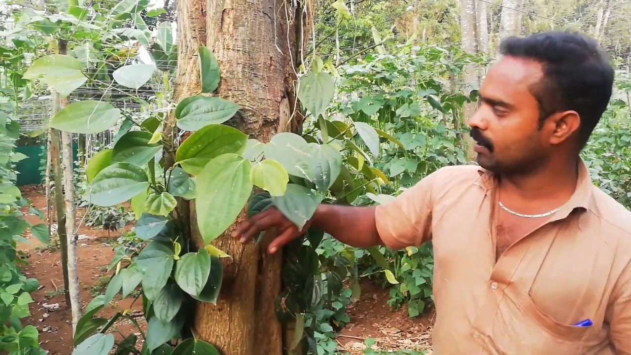மிளகு கொடி பராமிப்பு சுத்தம் செய்தல் Maintenance of black pepper
