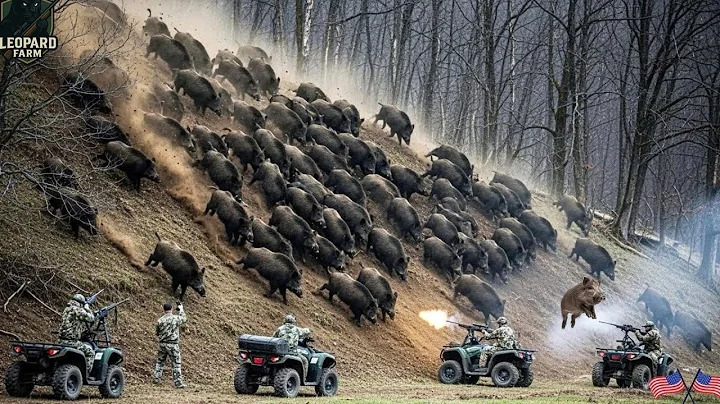 369 Wild Boars Attack – Farmers Fight to the Last Shot! | Farming Documentary