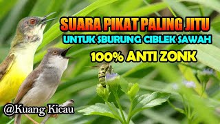 suara pikat burcil ribut paling ampuh, SUARA PIKAT CIBLEK SAWAH