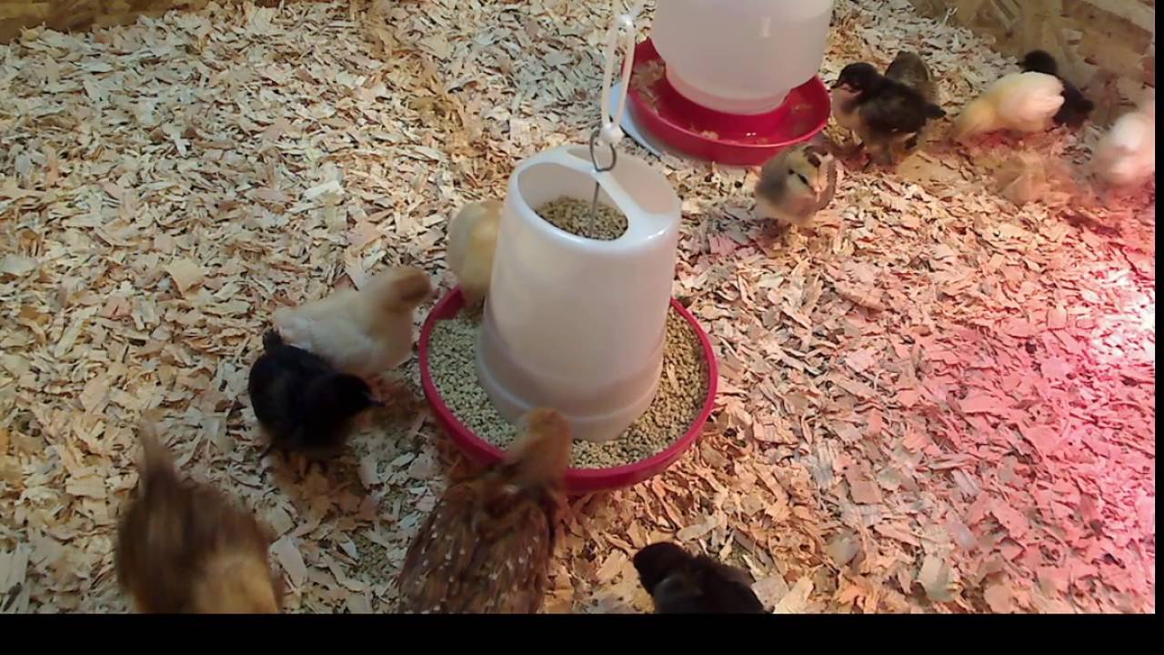 Baby Chicks LIVE YouTube