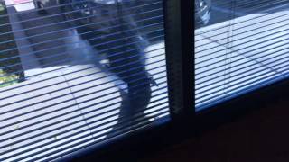 Famous Crow attacking the reflective window outside my office Wealth