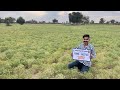 फसल वाटिका काजरी जोधपुर यहाँ एक ही जगह लगी है थार की सभी रबी की फसले ओर उनकी क़िस्में।