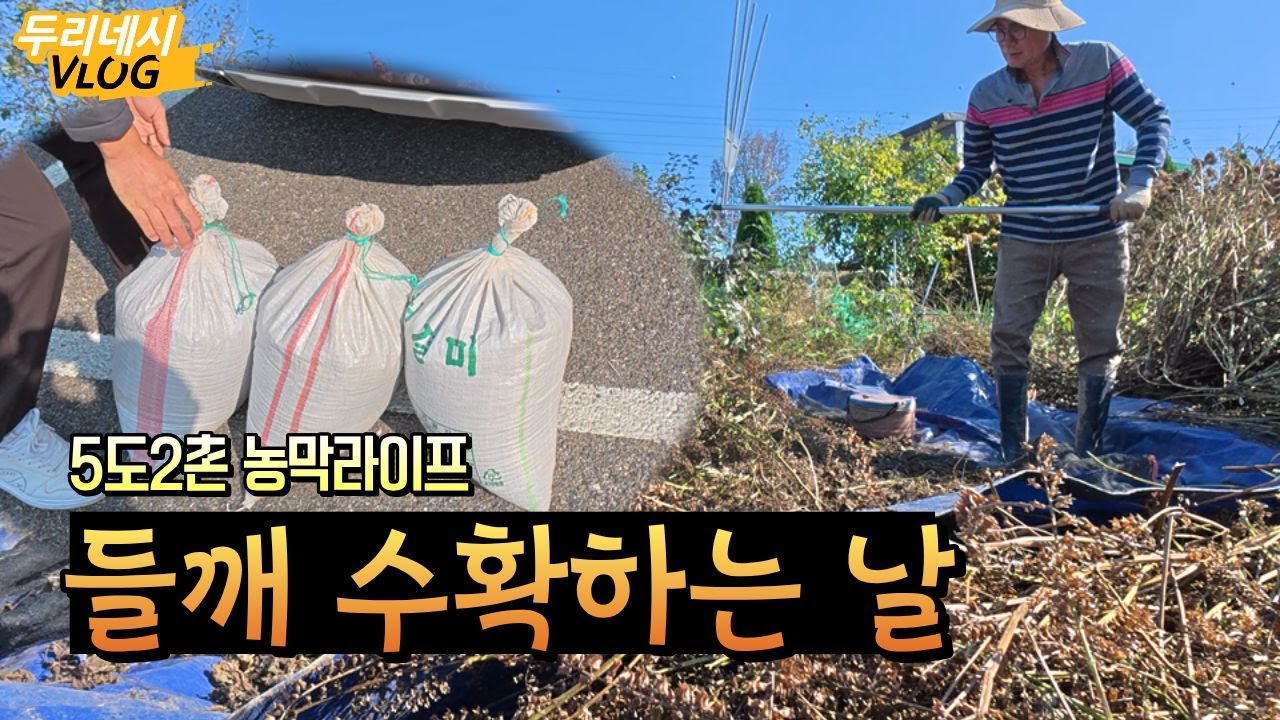 들깨농사 심어만 놓으면 끝일 줄 알았는데 현실은 고생이네요(feat. 도리깨질)