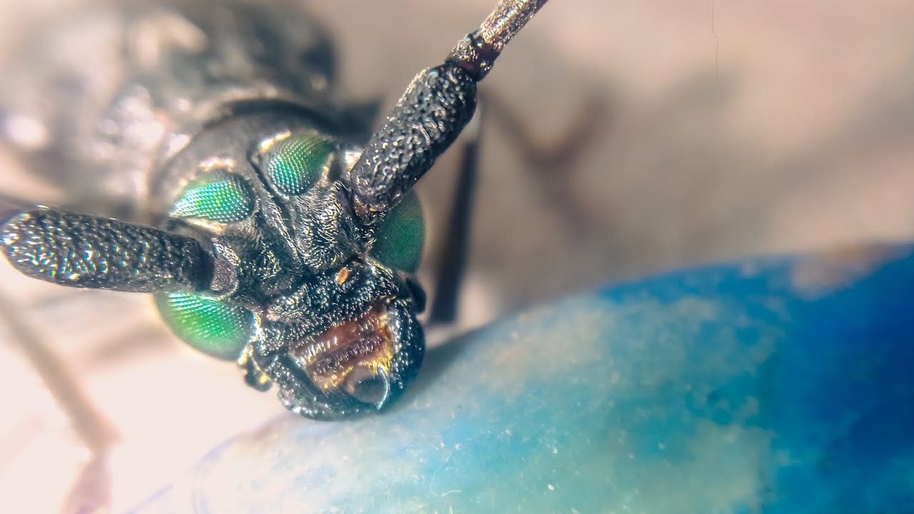 Master Your Smartphone Camera: Professional-MACRO Photos with your iOS ...