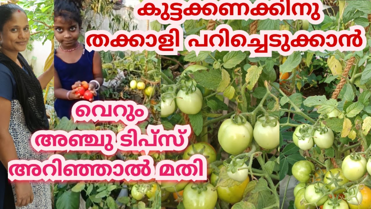 തക്കാളി കിലോകണക്കിന് പറിച്ചെടുക്കാൻ #R4VGarden#organictomatokrishi
