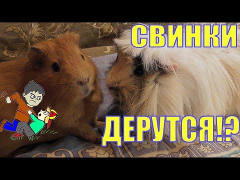 Морские свинки дерутся/свинка стучит зубами/Звуки морских свинок/Елена и зверята