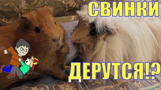 Морские свинки дерутся/свинка стучит зубами/Звуки морских свинок/Елена и зверята Морские свинки дерутся/свинка стучит зубами/Звуки морских свинок/Елена и зверята