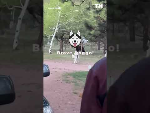 Playful Husky Almost Gets Attacked by Wild Bear Outside Their Front Yard