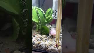 Аксолотль Лилу #аксолотль #амфибия #питомец
