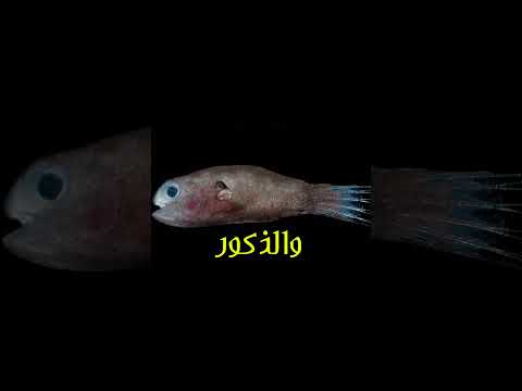 غرابة الزواج عند سمكة أبو الشص
