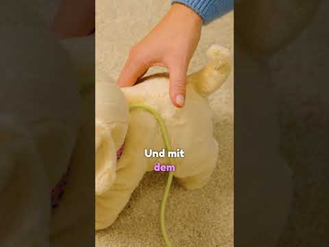 Lucky Dog: Der
