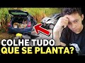 LEI DA SEMEADURA | 5 Verdades Que Talvez Você Não Saiba!