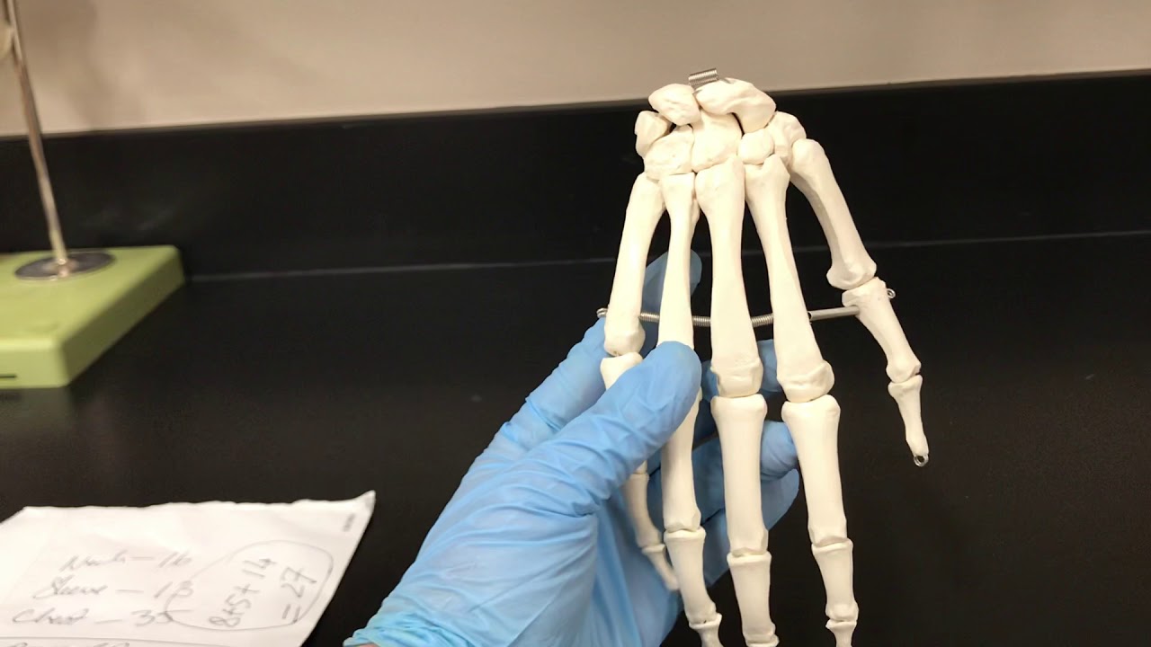 The anatomy of the bones of the hand and wrist - YouTube