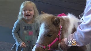 Therapy Mini Horse Visits Patients At Hospitality