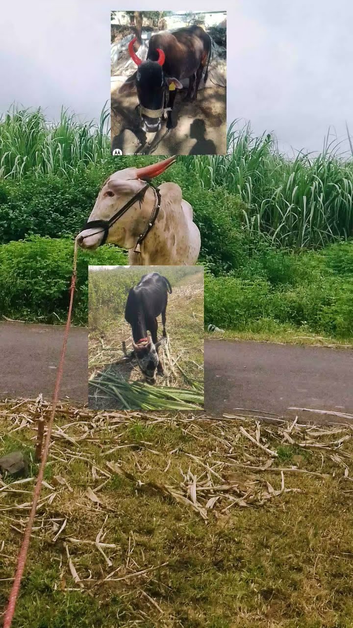 koi Junaid Kadapa motor - ShareChat