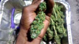 Skywalker (LUKE!!!) Harvest
