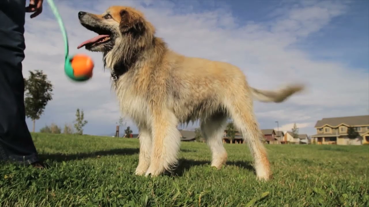 Jive - West Paw - Stevige bal voor honden