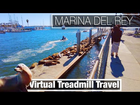 Marina Del Rey, California - Virtual City Walk Treadmill Travel Tour - Sea Lions and Harbor Views 4K