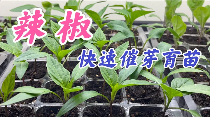 How to germinate pepper seeds quickly. 辣椒快速催芽育苗：烫种，浸种，催芽，种植。幼苗管理：浇水， 施肥，幼苗徒长的预防。 - 天天要闻