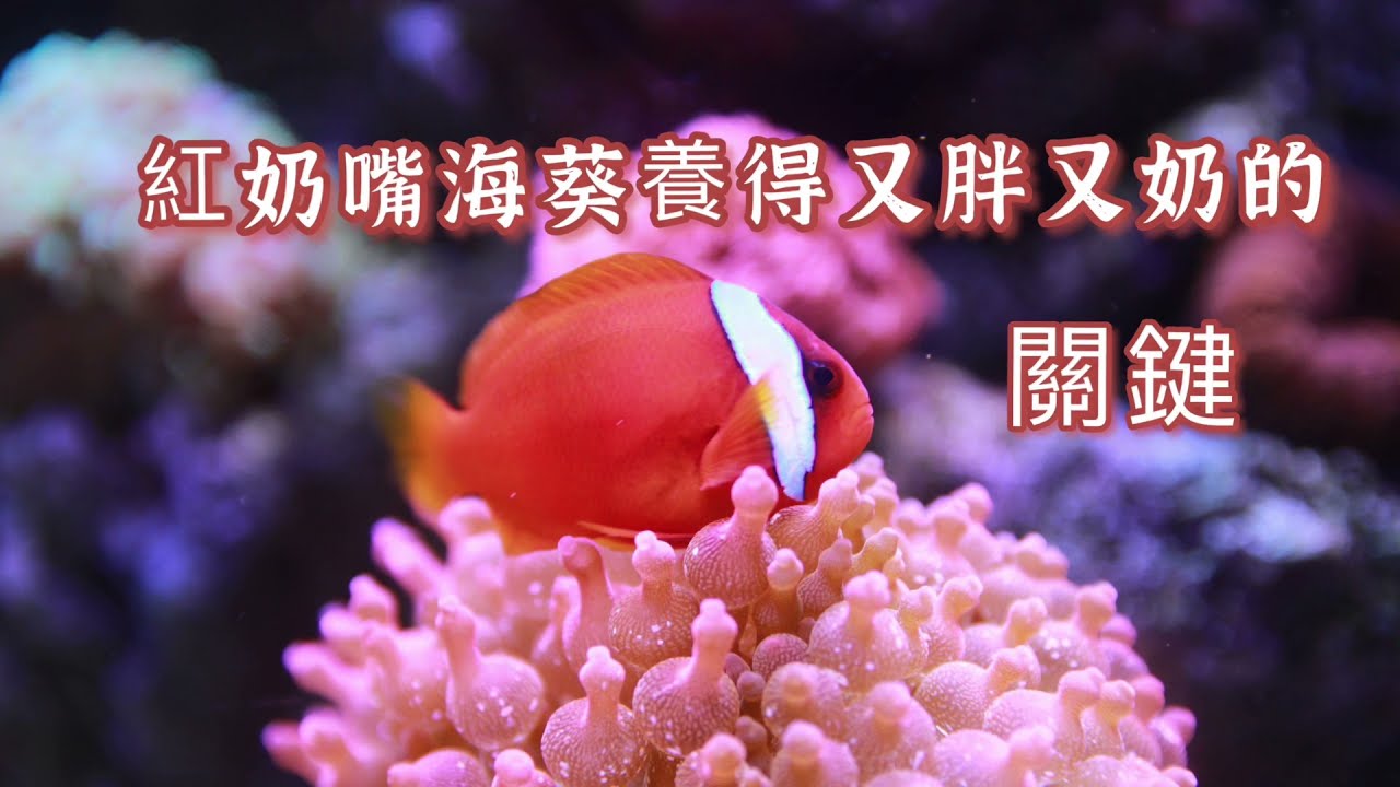 如何把紅奶嘴海葵養的又胖又奶？ 其中有什麼關鍵！Tips for Keeping Anemones ｜紅茶的海水魚世界~ - YouTube