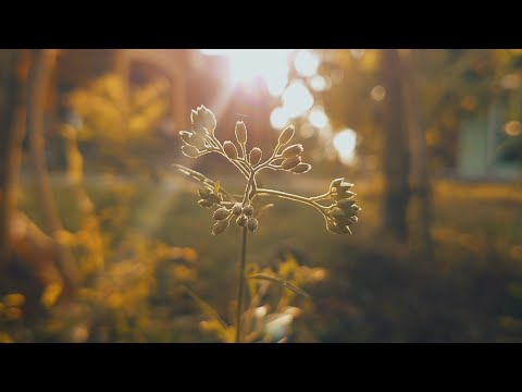 CINEMATIC ALAM | sinematik alam sore cerah | mentahan video estetik | Beauty of Nature