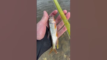 Buổi chiều lang thang câu cá toàn đụng cá mương to#cauca #fishing #caulure #Minhquangmomthu