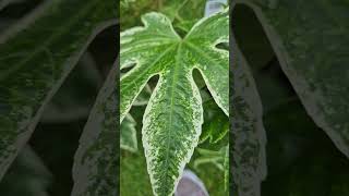 Two new additions  to the tropical garden  fatsia spiders web.