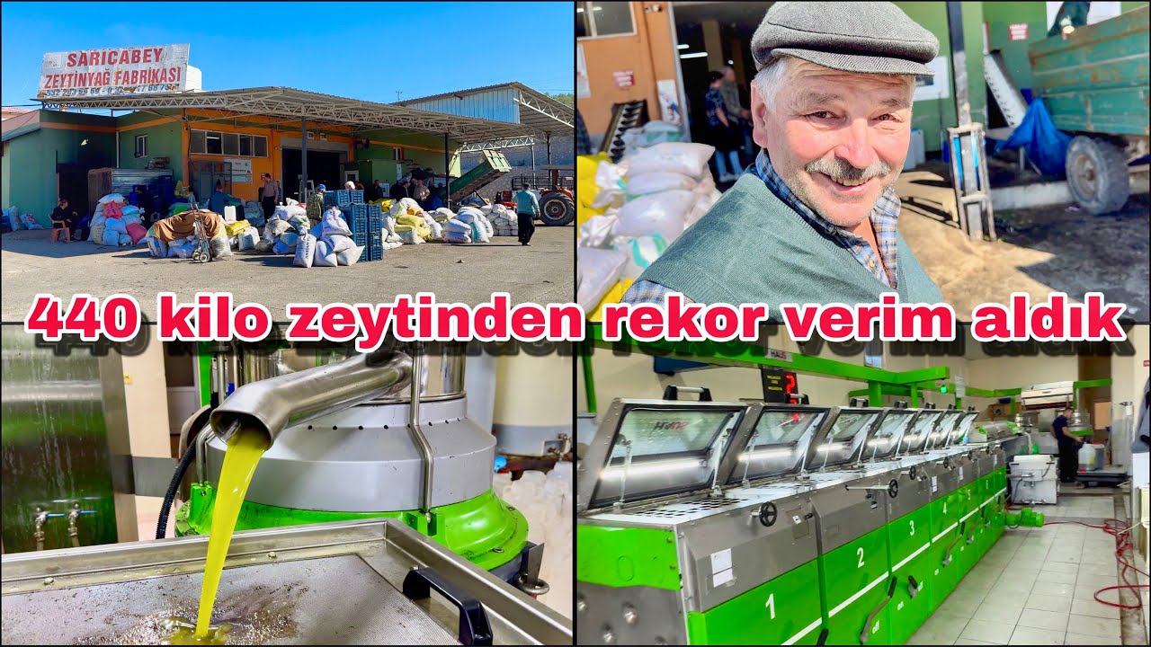 REKOR KIRDIK!!!  440 Kilo Zeytinden Bakın Kaç Kilo Zeytinyağı Çıktı ? Osmaniye Sumbas