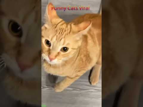 Cute Animals 🥰 Will Cheer you Up 🐕 #FunnyCats Ep 6471