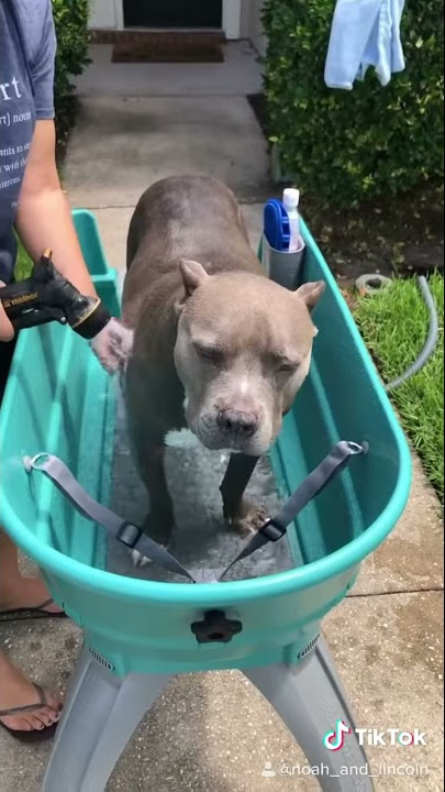 I bought a new doggie bath for my dogs and they love it!