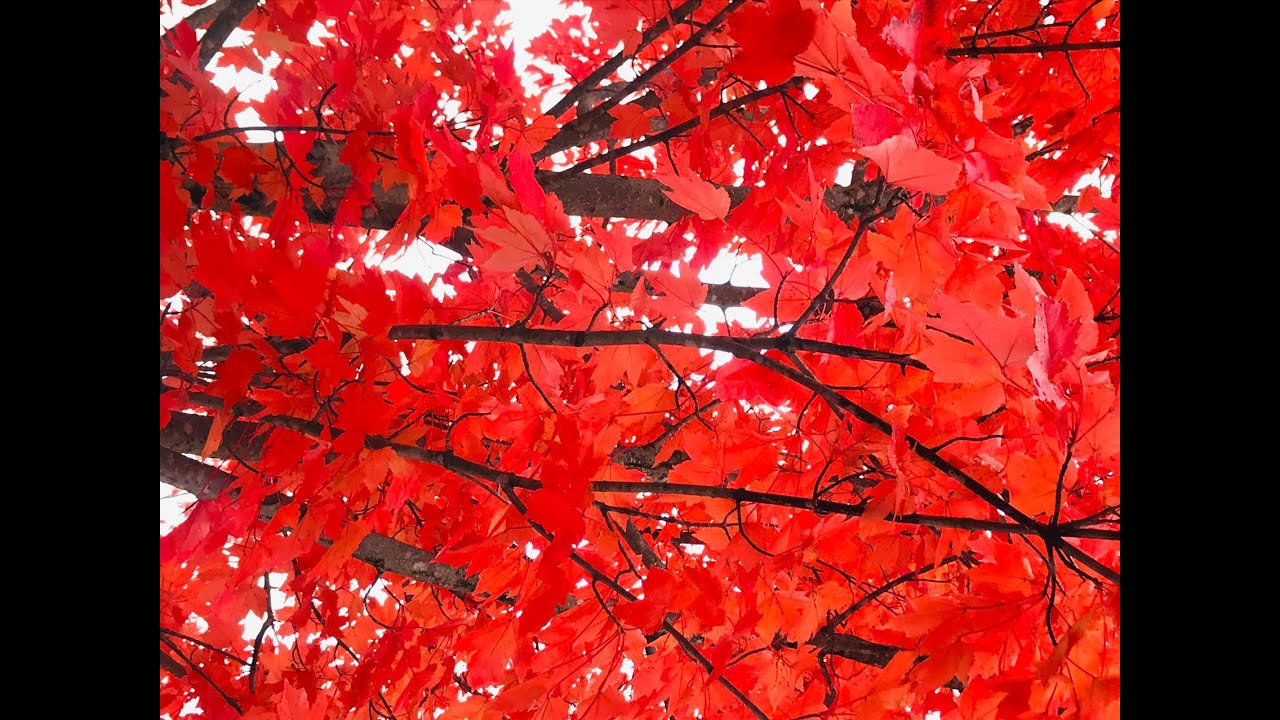 When Autumn Leaves Start To Fall YouTube when-autumn-leaves-start-to-fall-youtube