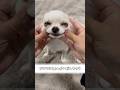 チワワにちょっかい出しちゃうの 第3段#あるある #犬のいる生活