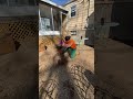 Backyard restoration #landscape #backyard #diy #pesopluma
