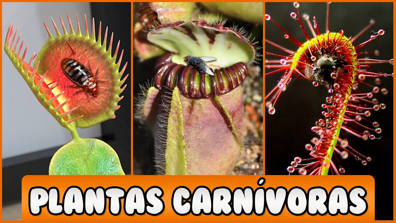 PLANTAS CARNÍVORAS muy INTERESANTES y EXTRAÑAS - YouTube