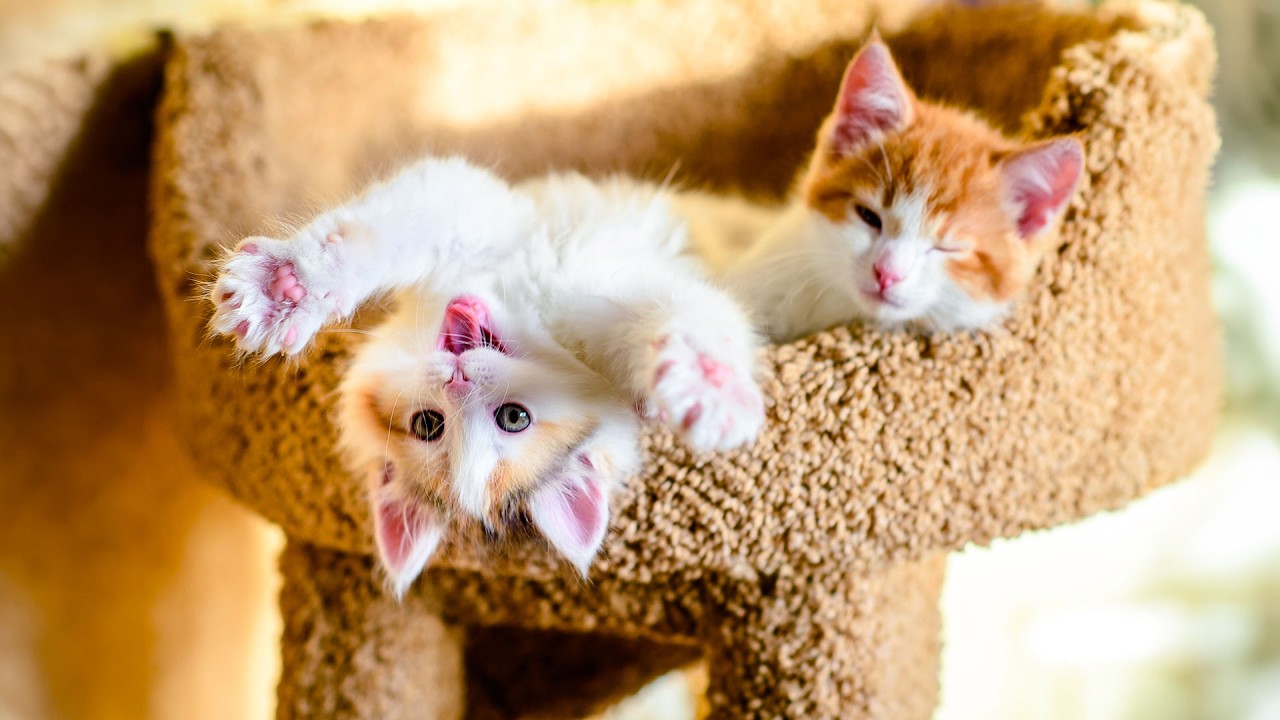 Порадуйте свою кошку расслабляющей музыкой для кошек — умиротворяющая музыка арфы для кошек — муз...