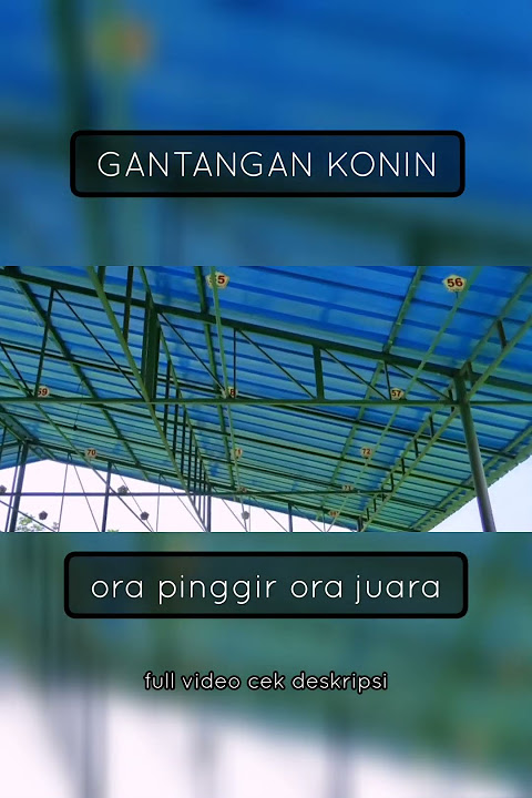 Konin pinggiran.🤠(part 1) #koningacor #kolibrininja #gantangankonin #gantanganburung #shorts #konin
