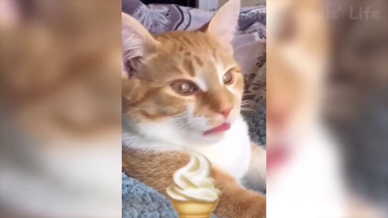 Awesome and Funniest Animals Videos 