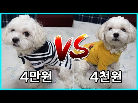 4만원 강아지옷 vs 4천원 강아지옷