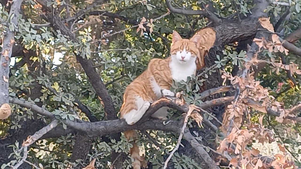 Where's the rest of my tree gone 🤣🤣 - YouTube