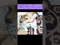 #comedy 🤣😂#tarndeng#youtubeshort#vairal#pets#funny #puppy#shortvideo#cutedog#cute #love#youtubeshort