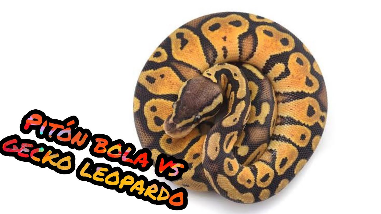Gecko Leopardo o Pitón Bola? Cual es Mejor? Tu Primer Reptil!