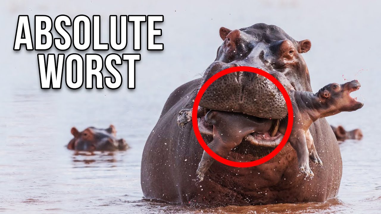 The Worst Animal Parents In The World YouTube