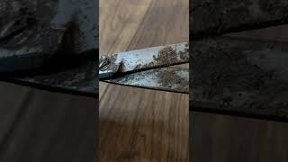 Rust has eaten into these scissors. #restoration