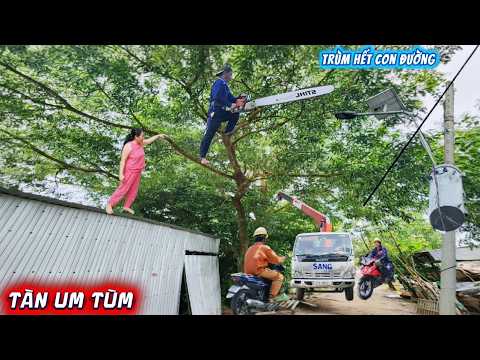 Cưa cây Tràm nhánh um tùm ngai lộ xe / Cutting down overgrown Melaleuca trees along the road | P364