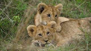 Visit the home of lions in the heart of Tanzania! With Tracks of Africa Safari Adventure!