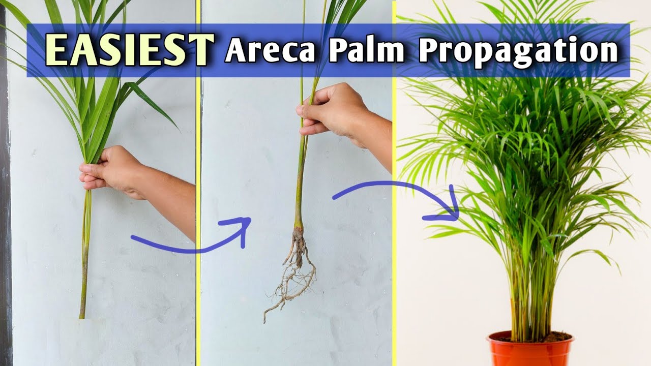 Areca Palm Propagation From Stem Separation Areca Palm Care YouTube Areca Palm Propagation From Stem Separation Areca Palm Care YouTube
